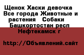 Щенок Хаски девочка - Все города Животные и растения » Собаки   . Башкортостан респ.,Нефтекамск г.